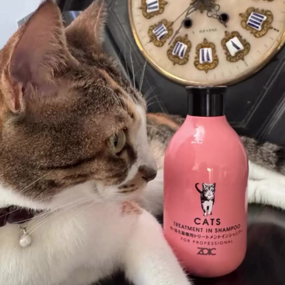 キャッツ アンバサダー ボイス