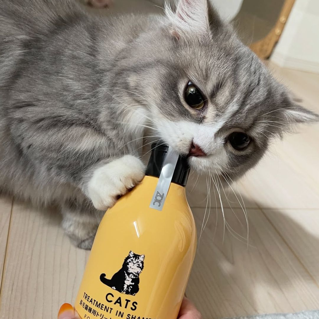 キャッツ アンバサダー ボイス