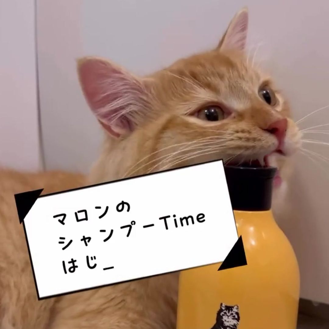 キャッツ アンバサダー ボイス