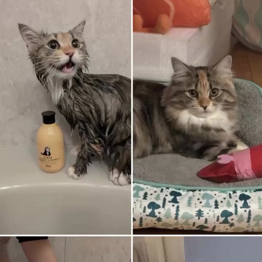 キャッツ アンバサダー ボイス