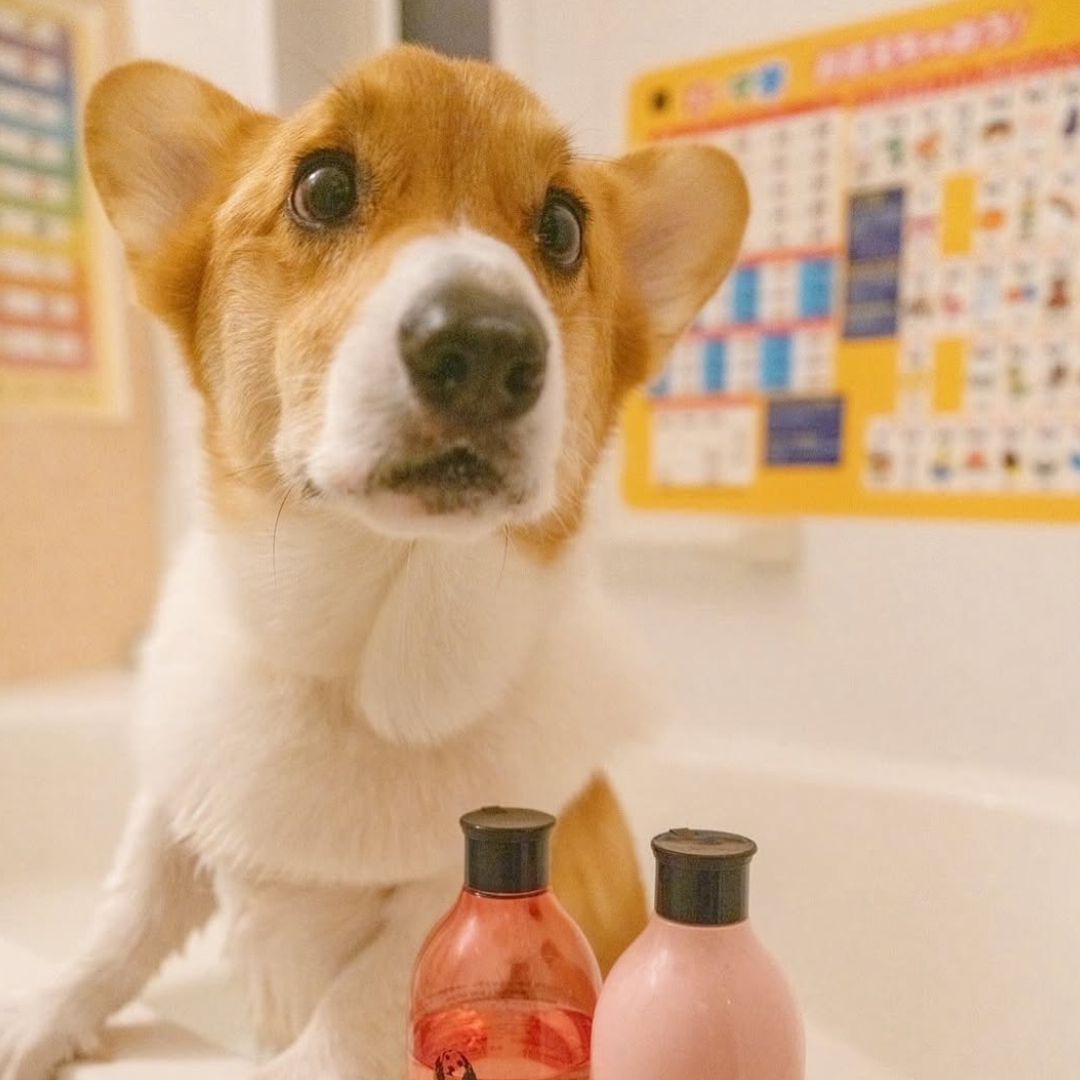 ゾイック N アンバサダー ボイス