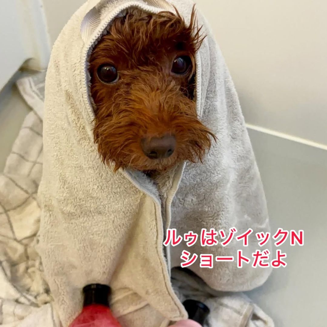 ゾイック N アンバサダー ボイス