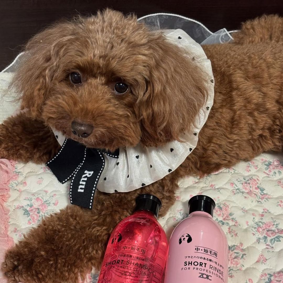 ゾイック N アンバサダー ボイス