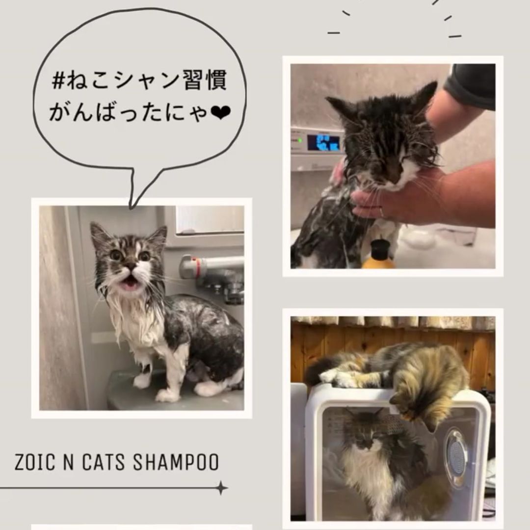 キャッツ アンバサダー ボイス