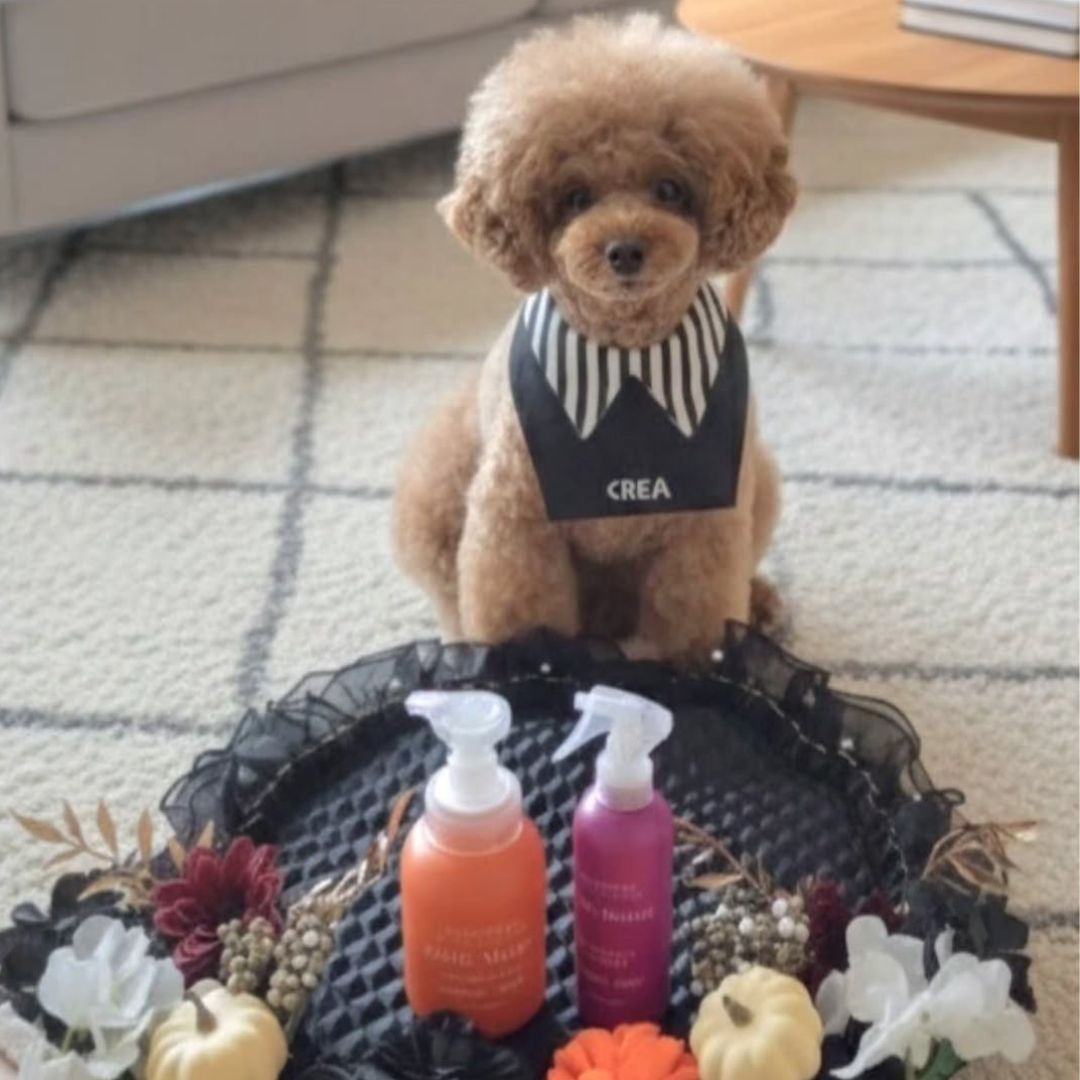 ゾイック マチュア アンバサダー ボイス