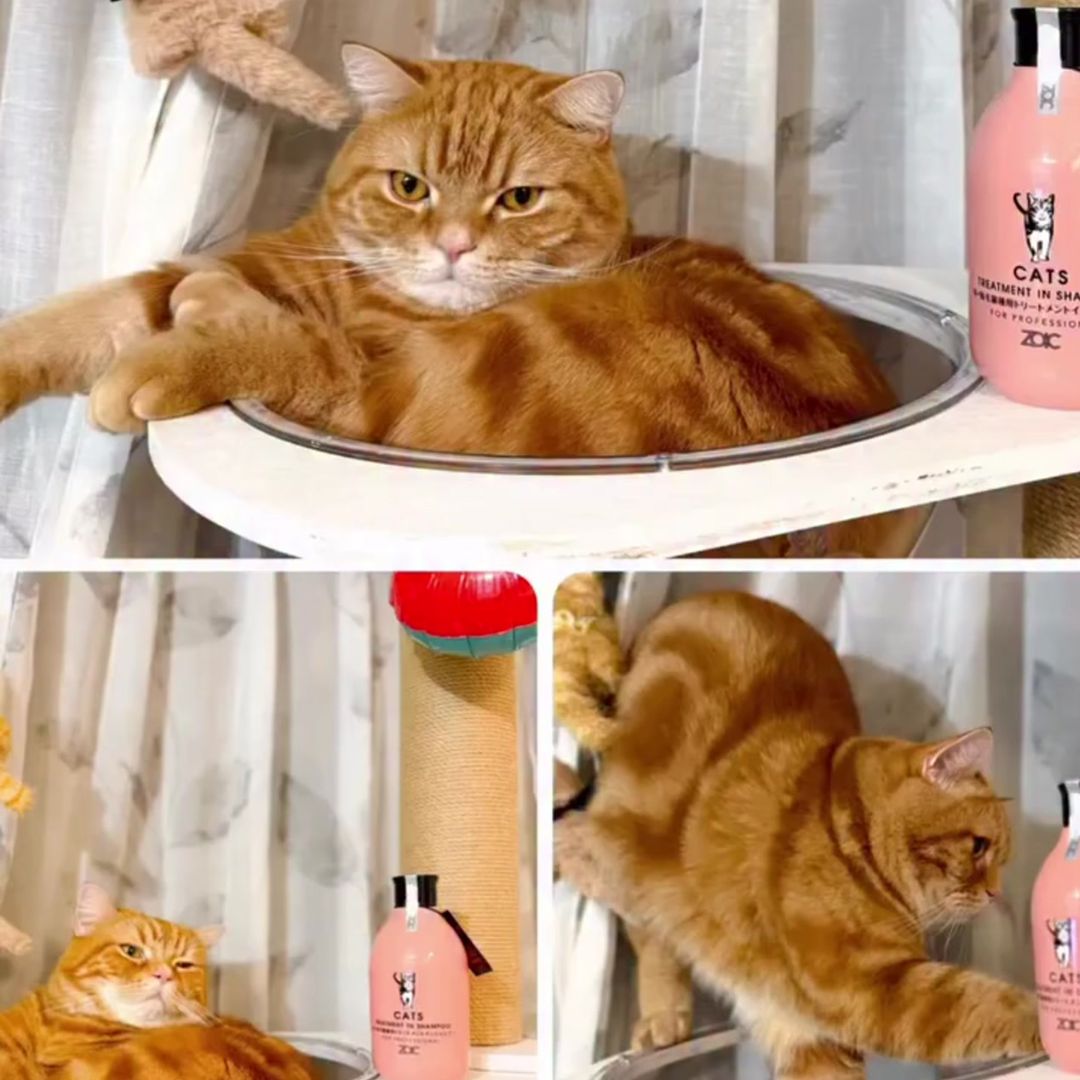 キャッツ アンバサダー ボイス