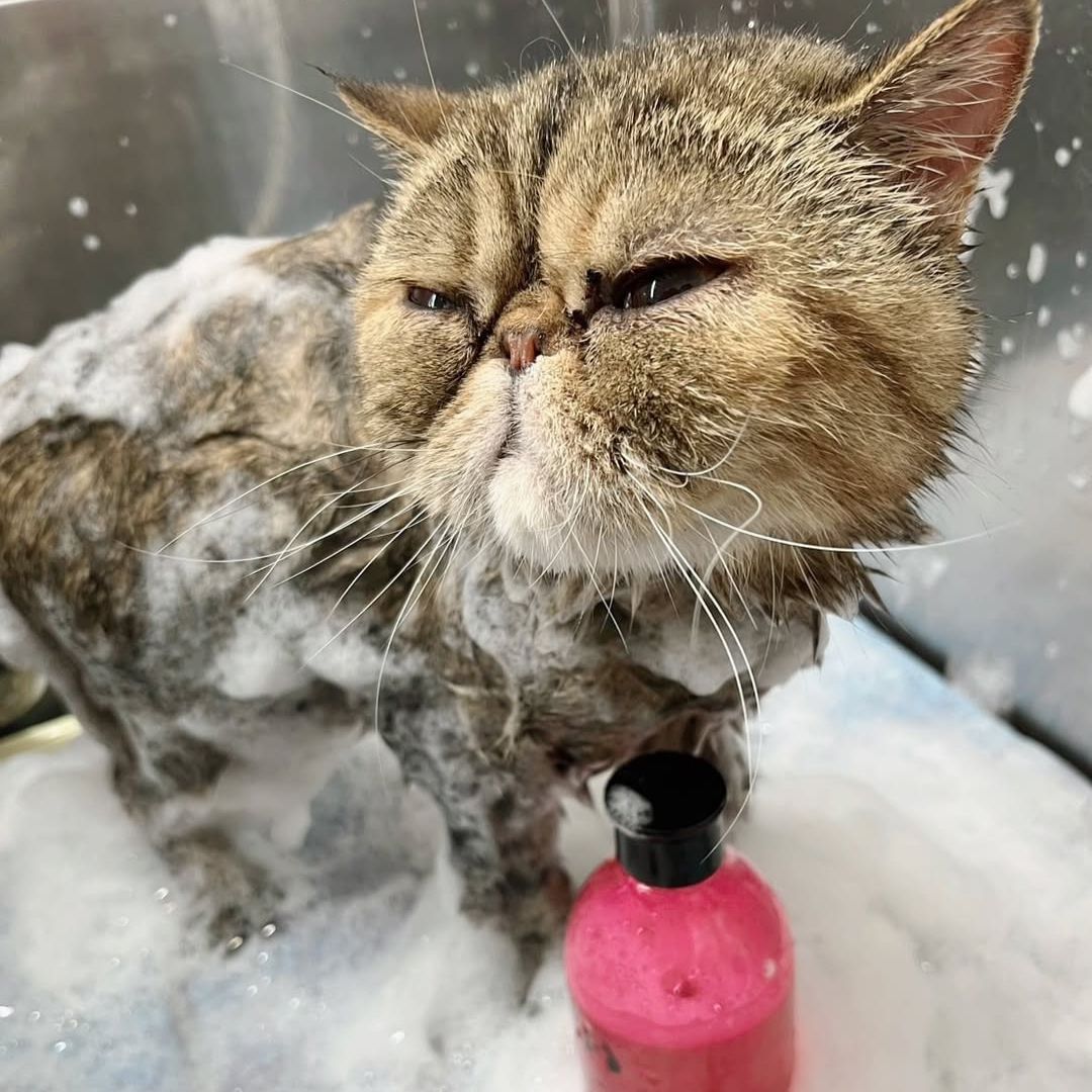 ゾイック N アンバサダー ボイス