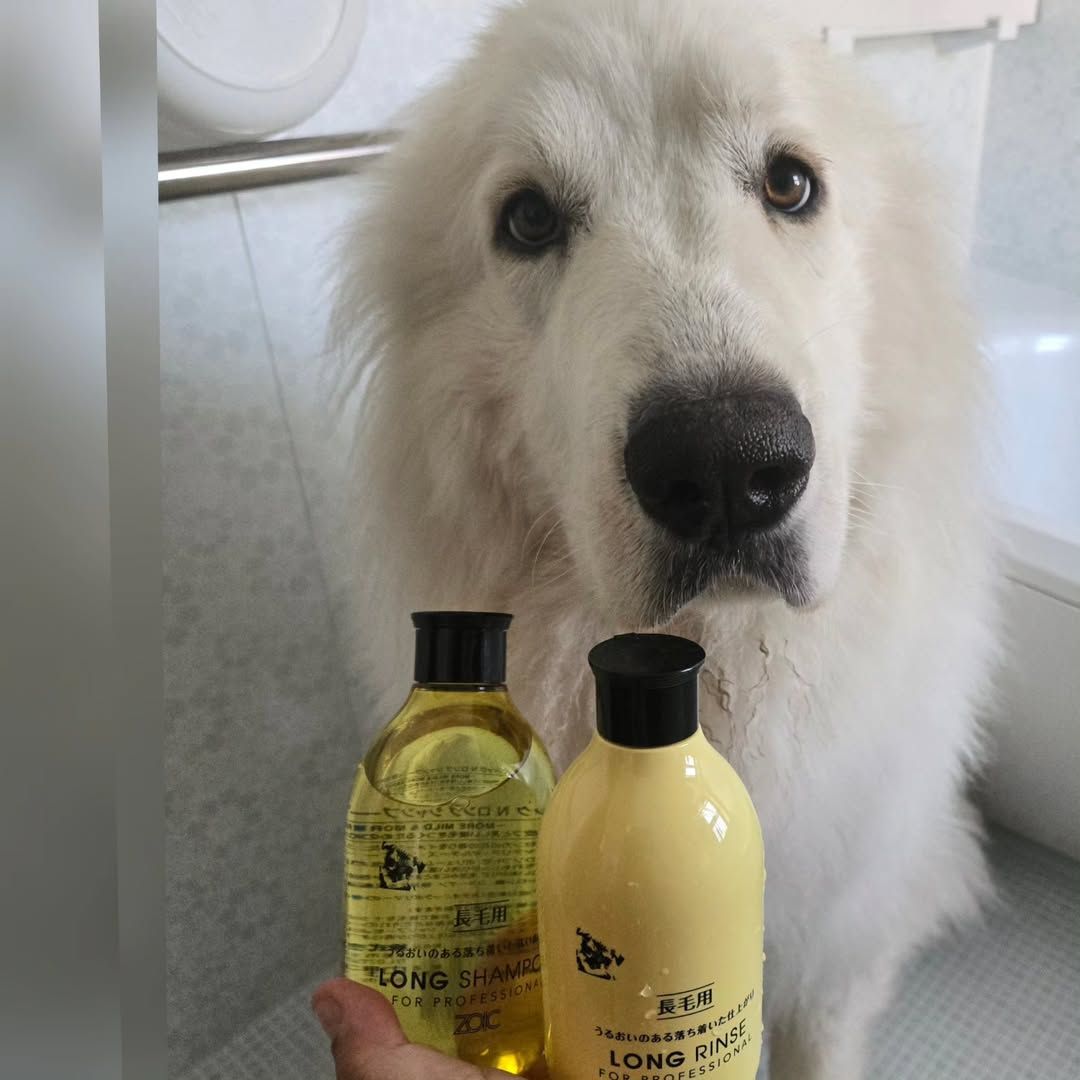 ゾイック N アンバサダー ボイス