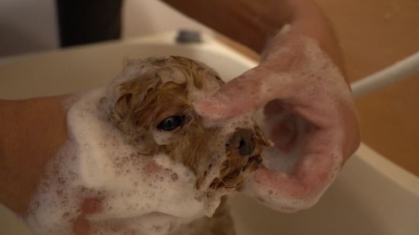 はじめてでも大丈夫「やさしいシャンプー講座」ーいぬ編ー