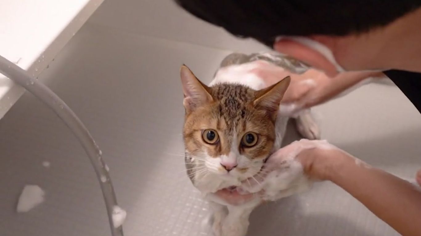 はじめてでも大丈夫「やさしいシャンプー講座」ーねこ編ー