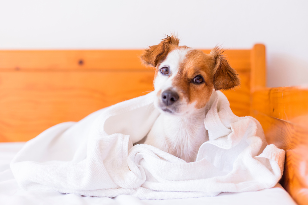 7歳以上の犬猫の飼い主さまに読んでほしいーシニアのサインとケアの切り替えー