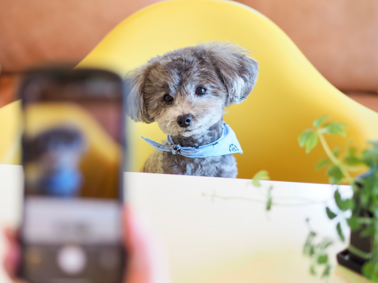 犬猫フォトコンテストに参加するときのアイデア