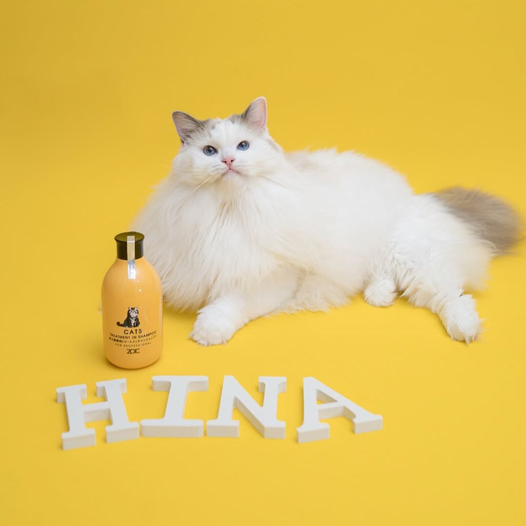 キャッツ アンバサダー ボイス