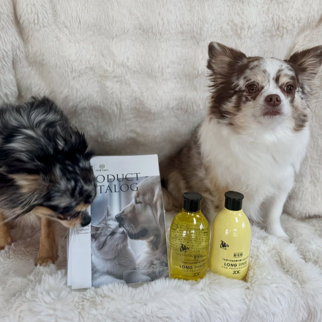 ゾイック N アンバサダー ボイス