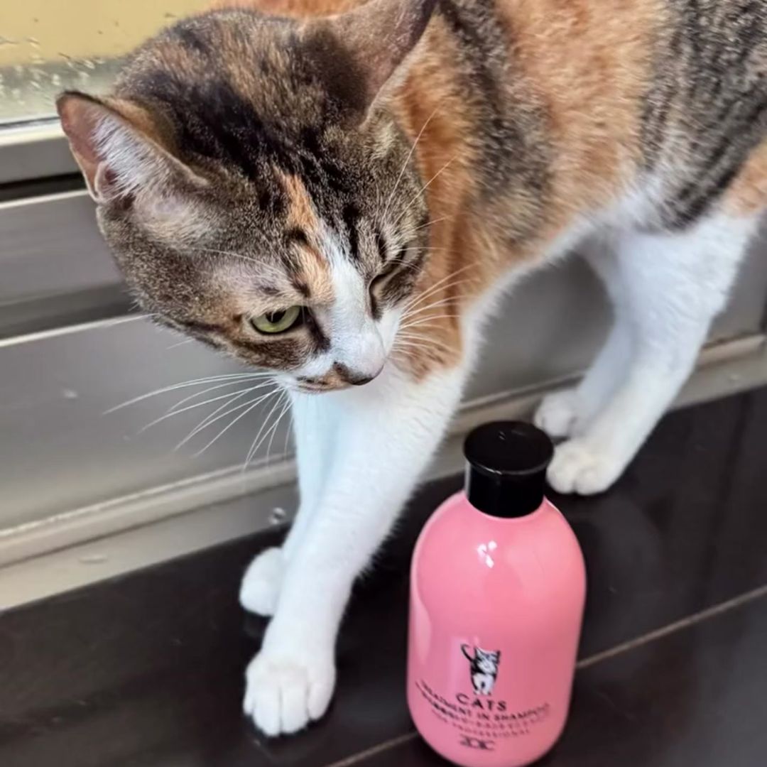 キャッツ アンバサダー ボイス