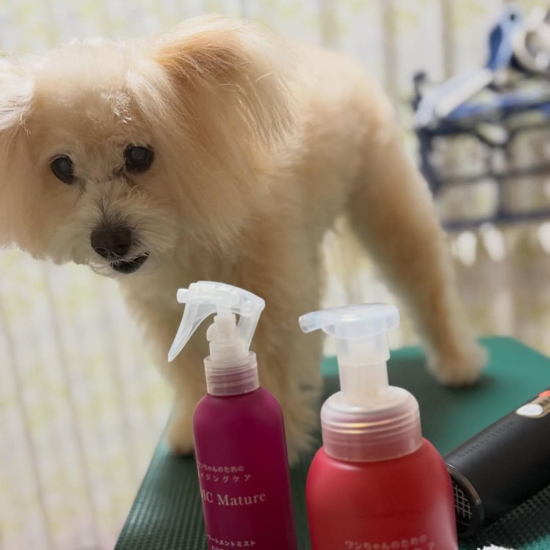 ゾイック マチュア アンバサダー ボイス