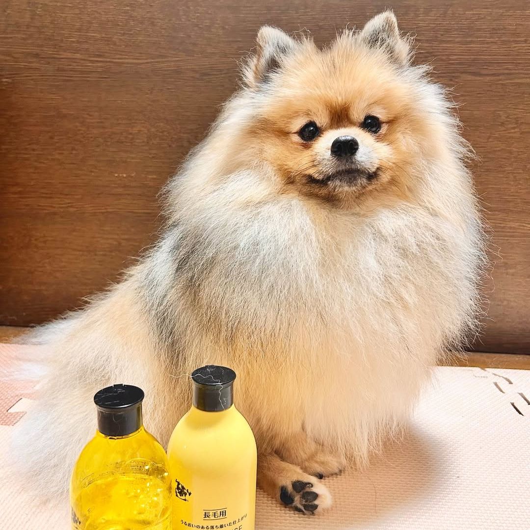 ゾイック N アンバサダー ボイス