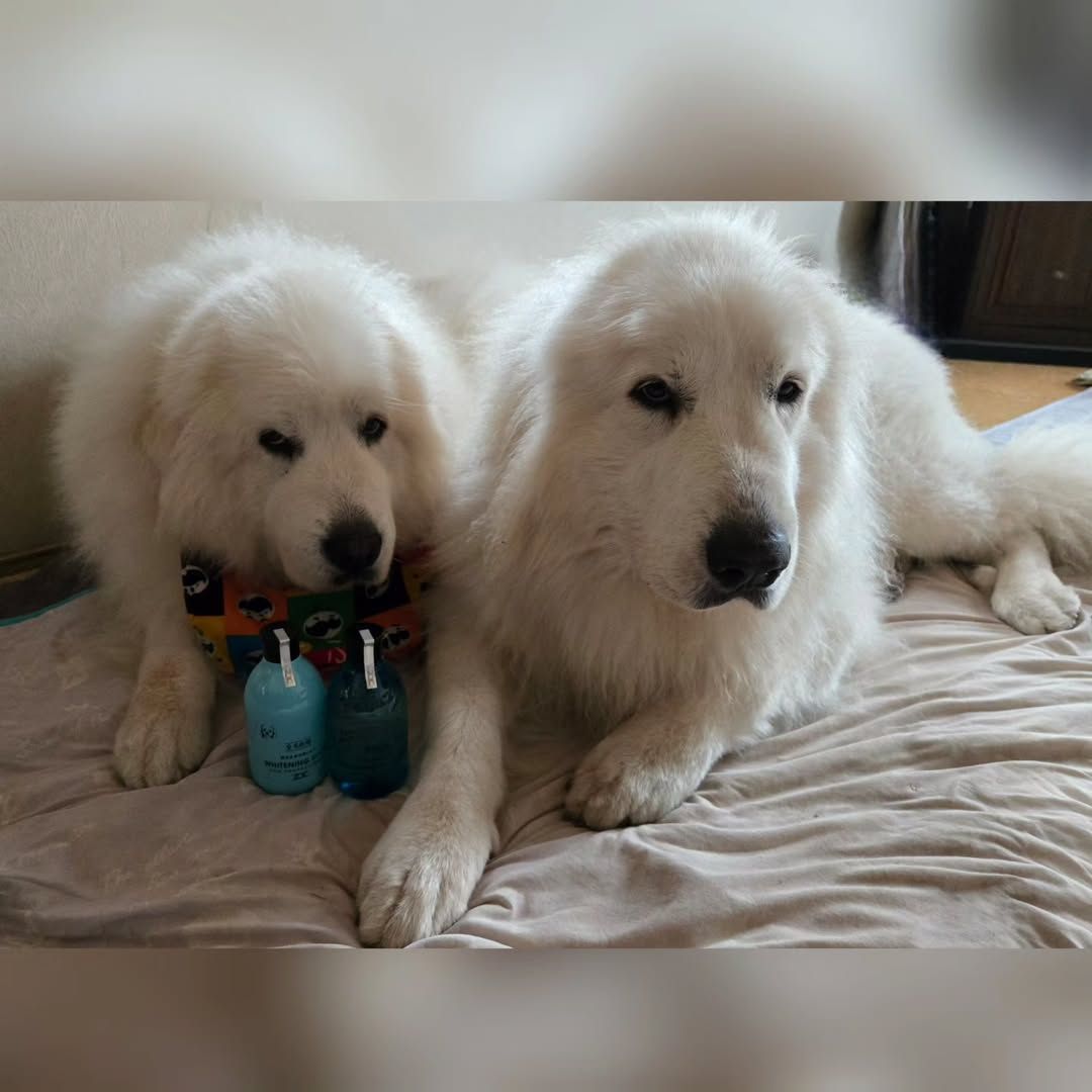 ゾイック N アンバサダー ボイス