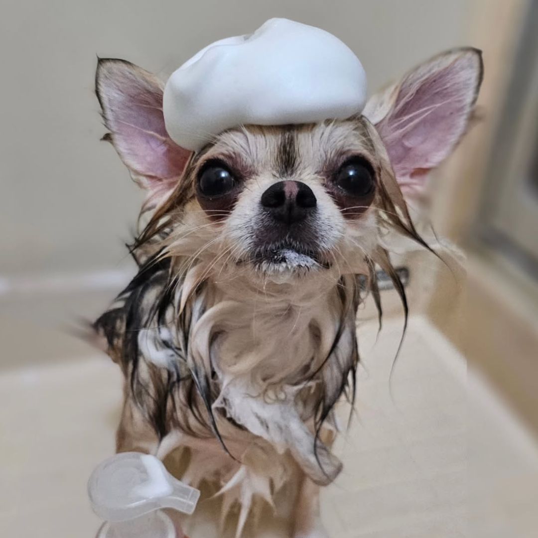 ゾイック マチュア アンバサダー ボイス