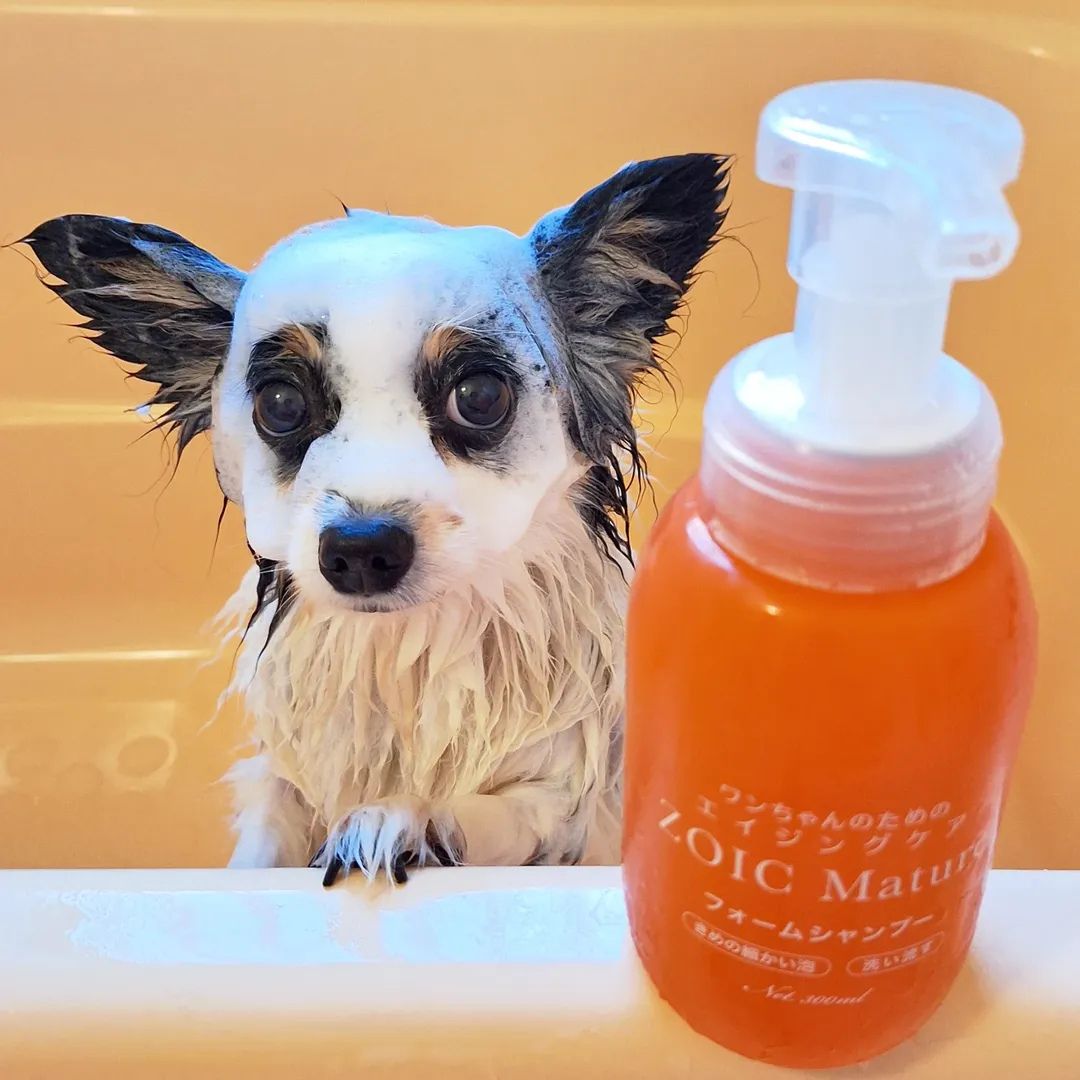 ゾイック マチュア アンバサダー ボイス