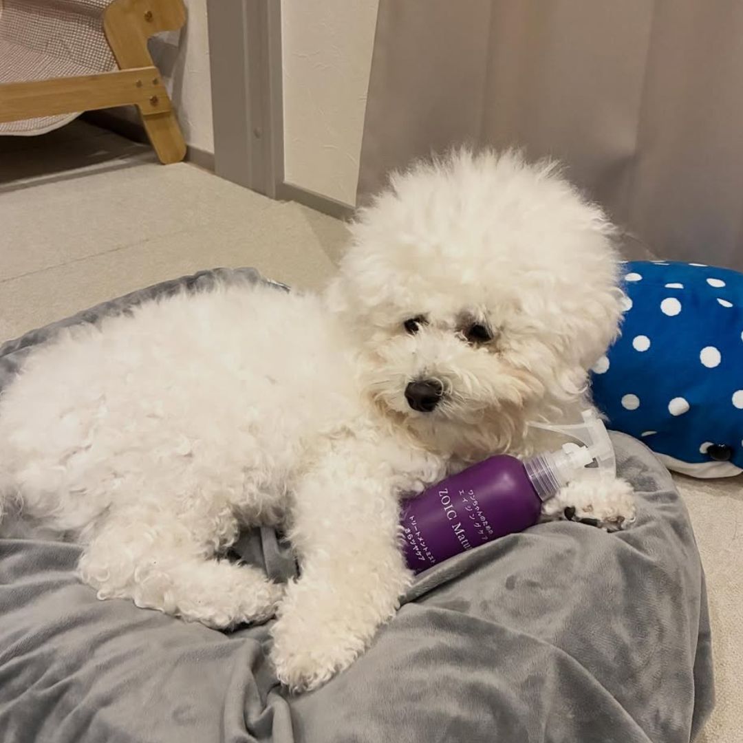 ゾイック マチュア アンバサダー ボイス