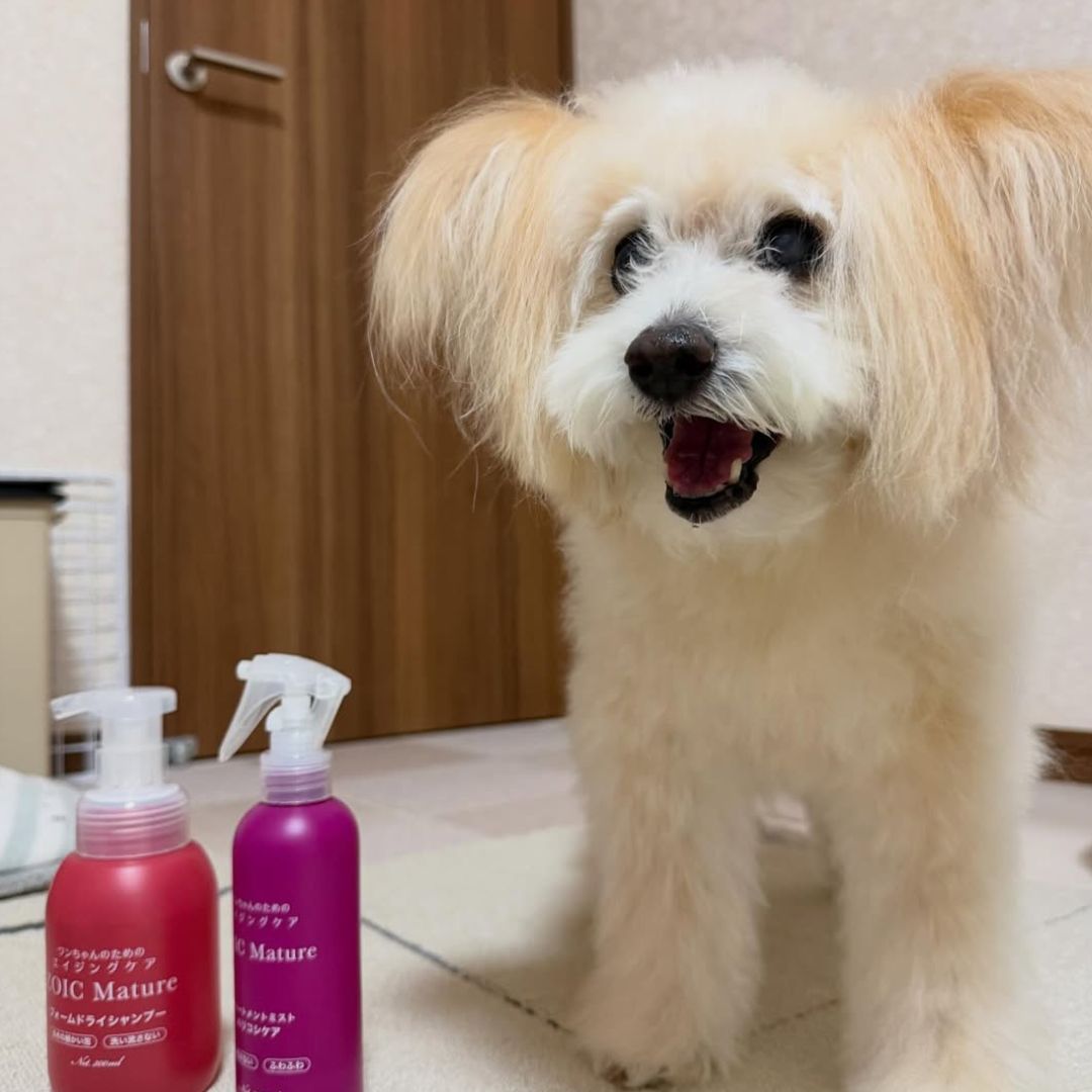 ゾイック マチュア アンバサダー ボイス