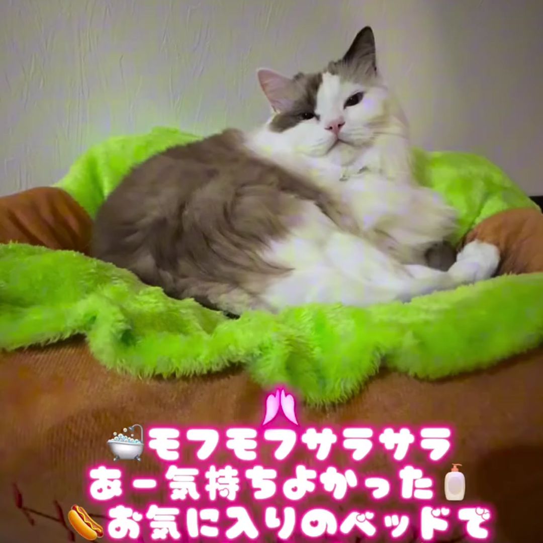 キャッツ アンバサダー ボイス