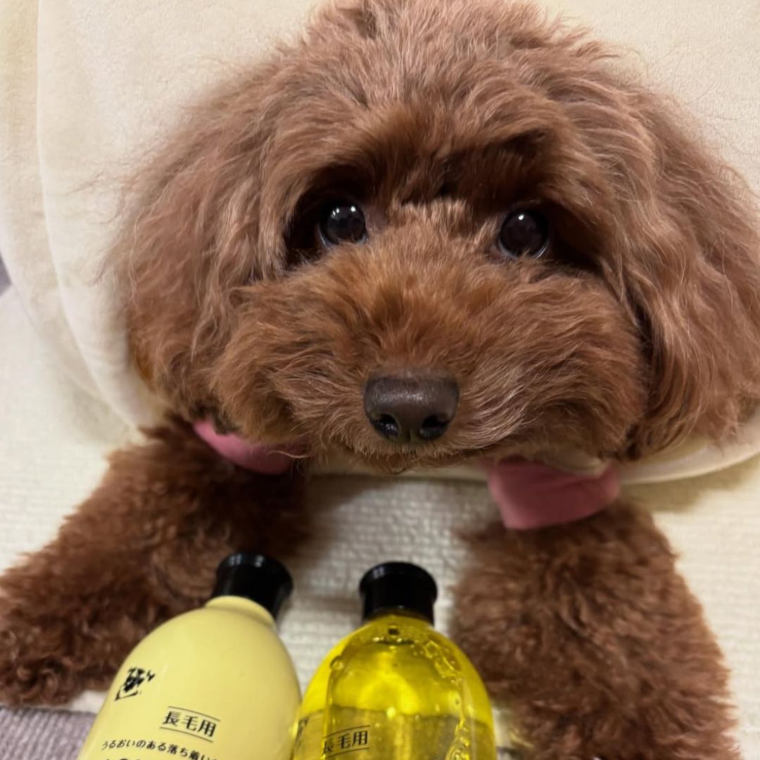 ゾイック N アンバサダー ボイス