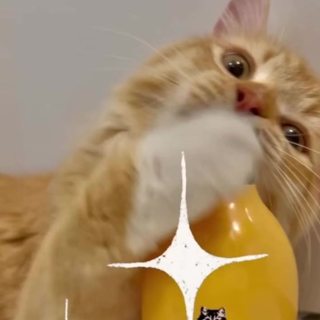 キャッツ アンバサダー ボイス