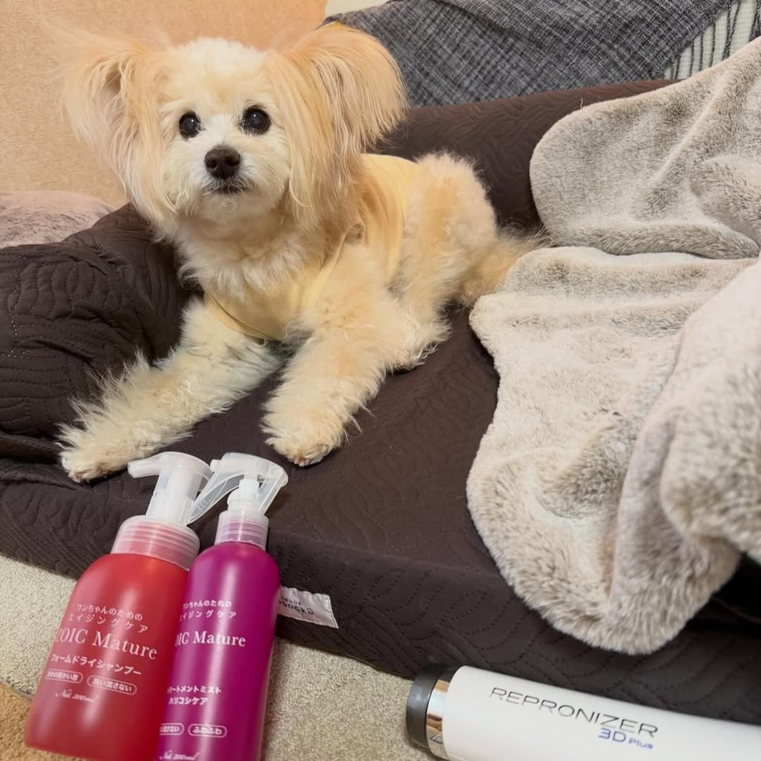 ゾイック マチュア アンバサダー ボイス