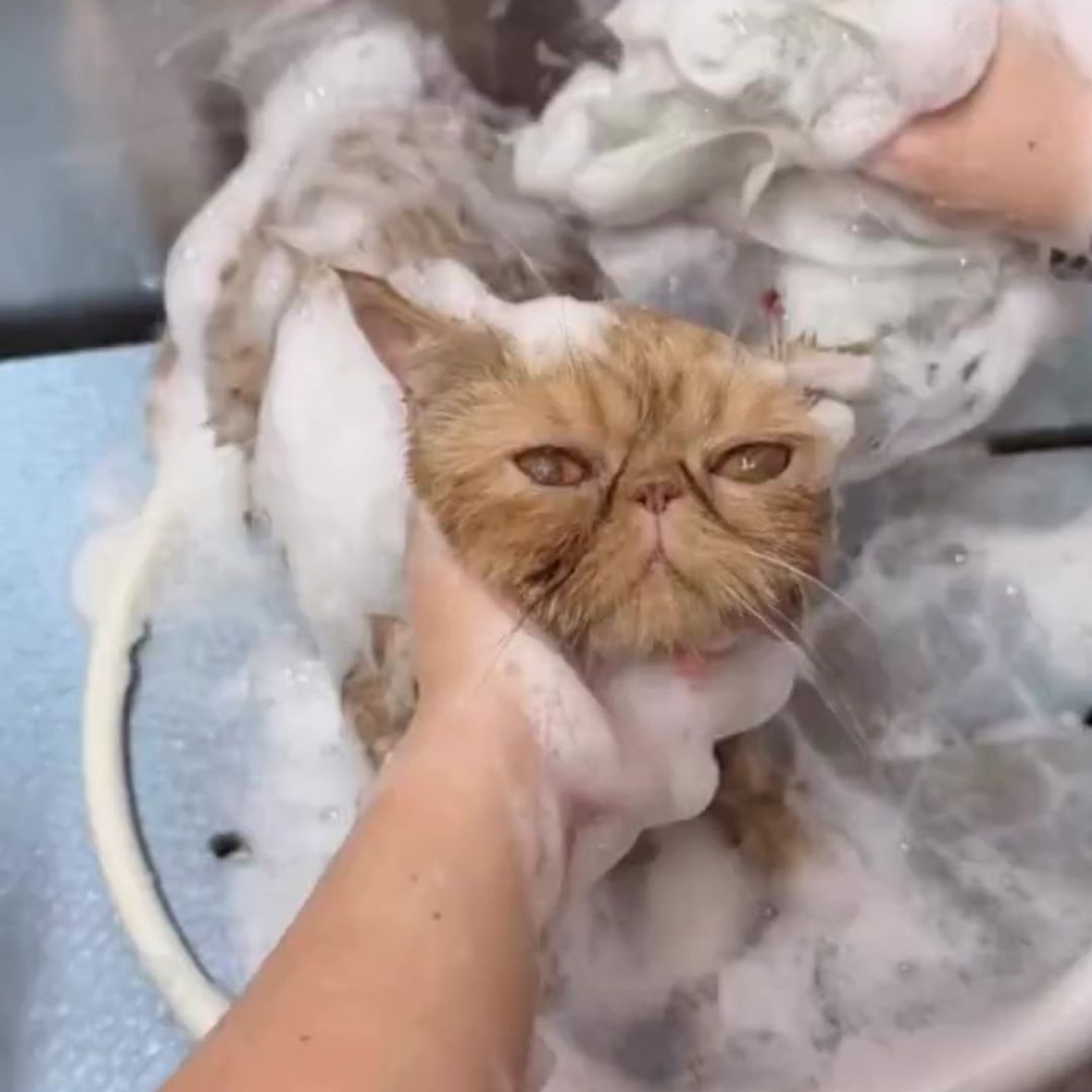 ゾイック N アンバサダー ボイス