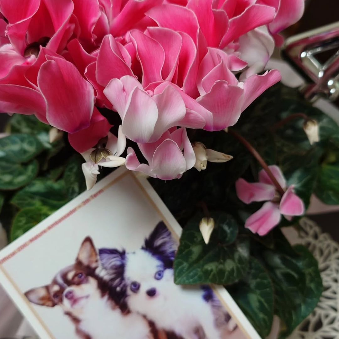 ゾイック マチュア アンバサダー ボイス