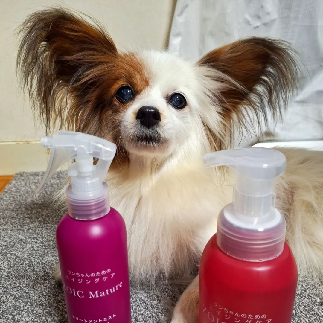 ゾイック マチュア アンバサダー ボイス