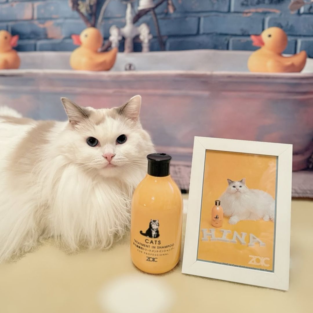 キャッツ アンバサダー ボイス