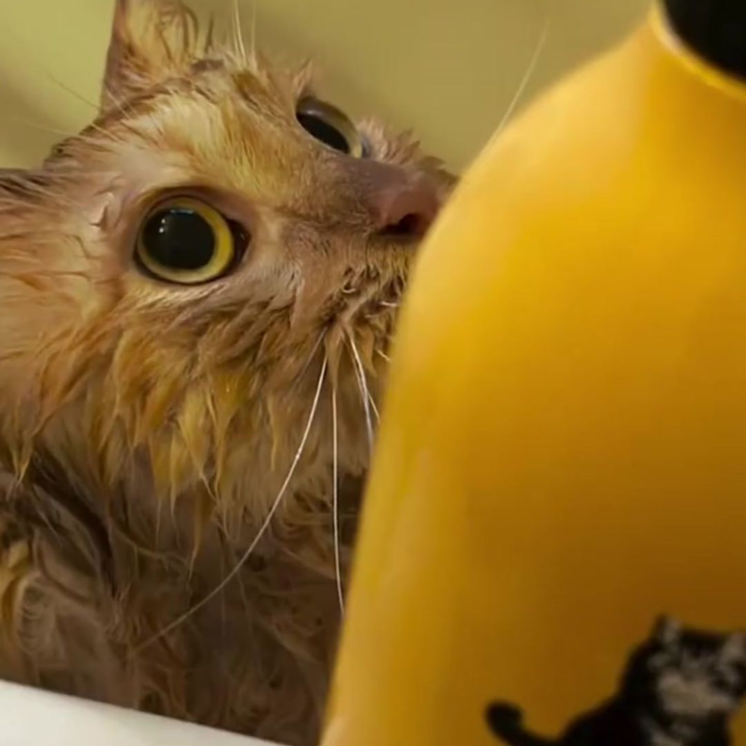 キャッツ アンバサダー ボイス