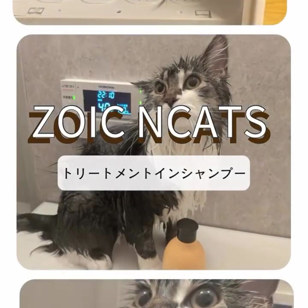キャッツ アンバサダー ボイス