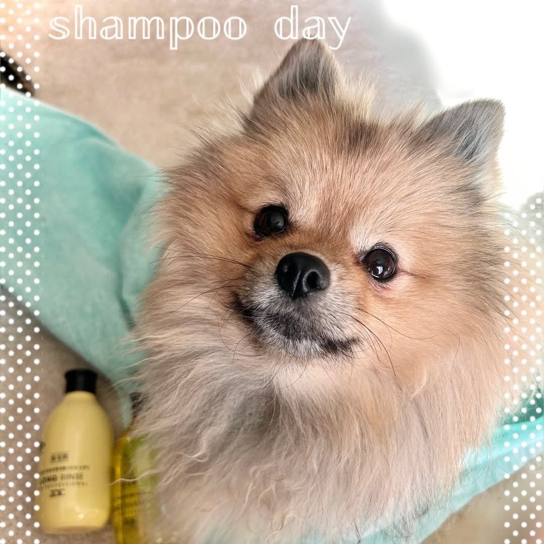 ゾイック N アンバサダー ボイス