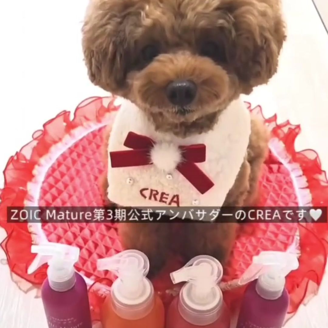 ゾイック マチュア アンバサダー ボイス