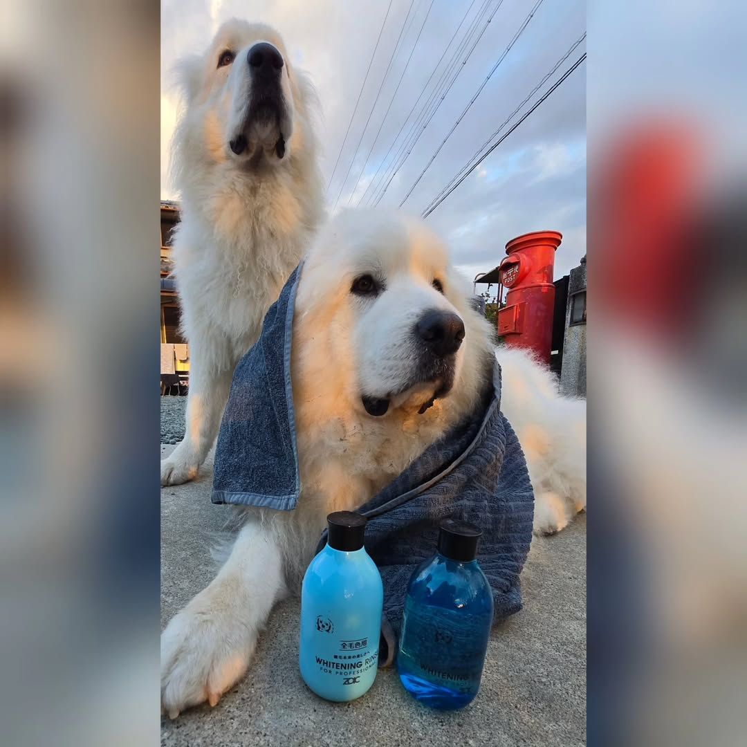 ゾイック N アンバサダー ボイス