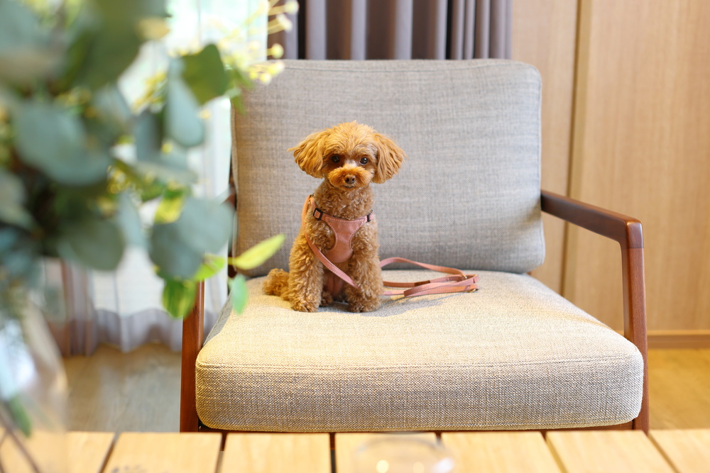 ペットサロンで起こる「小さなすれ違い」