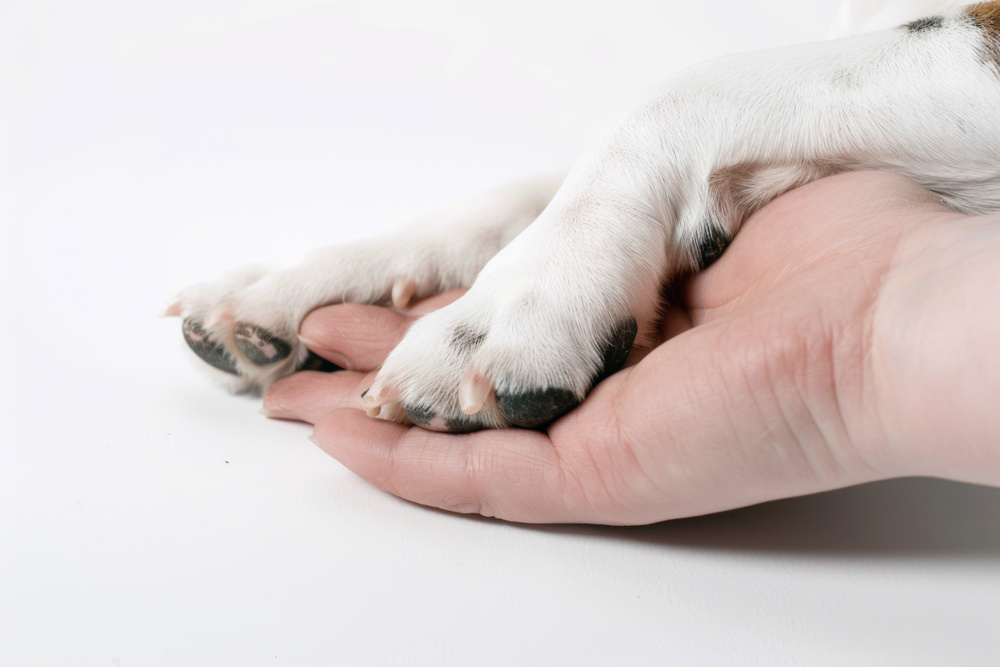 トリミングに通うことで気づける、愛犬の小さな変化