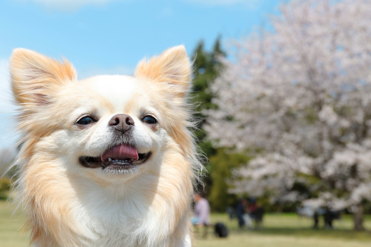 犬が花粉でかゆくなる？春に増える皮膚トラブルとおうちでできる対策