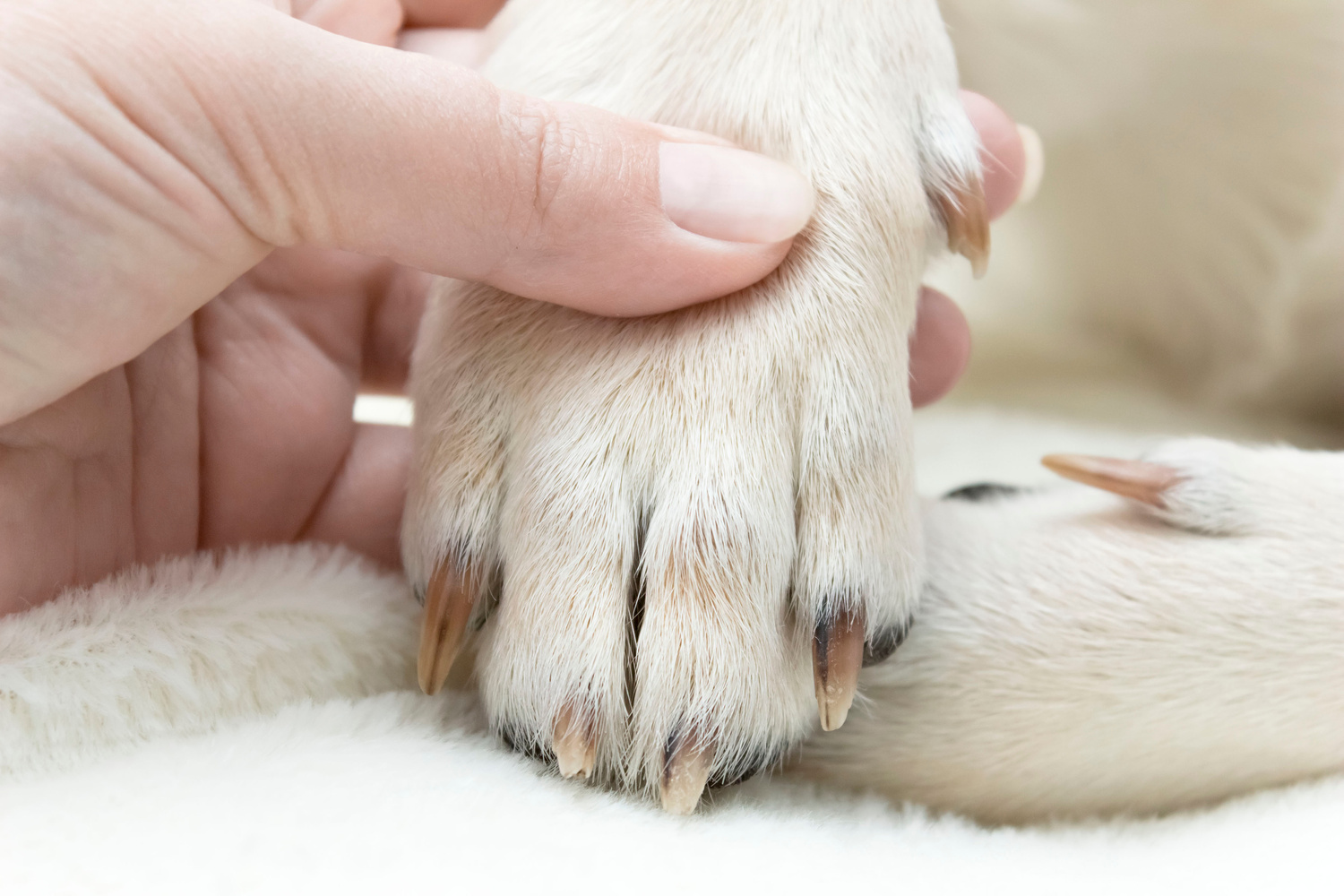 犬猫の老化と爪トラブル|シニア期に気づきたい爪の変化とケアのポイント