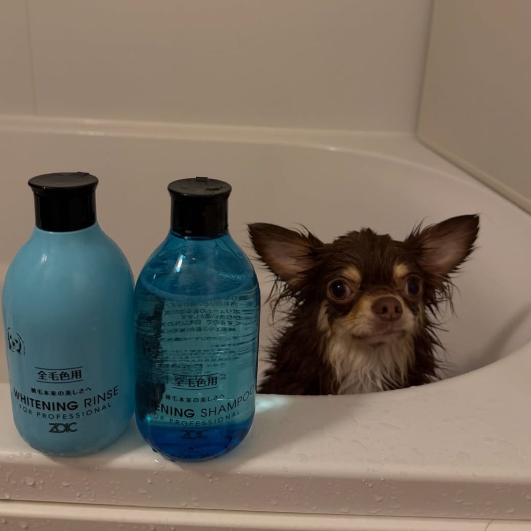 ゾイック N アンバサダー ボイス