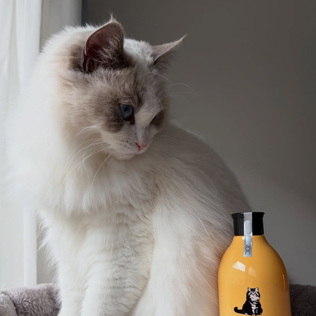 キャッツ アンバサダー ボイス