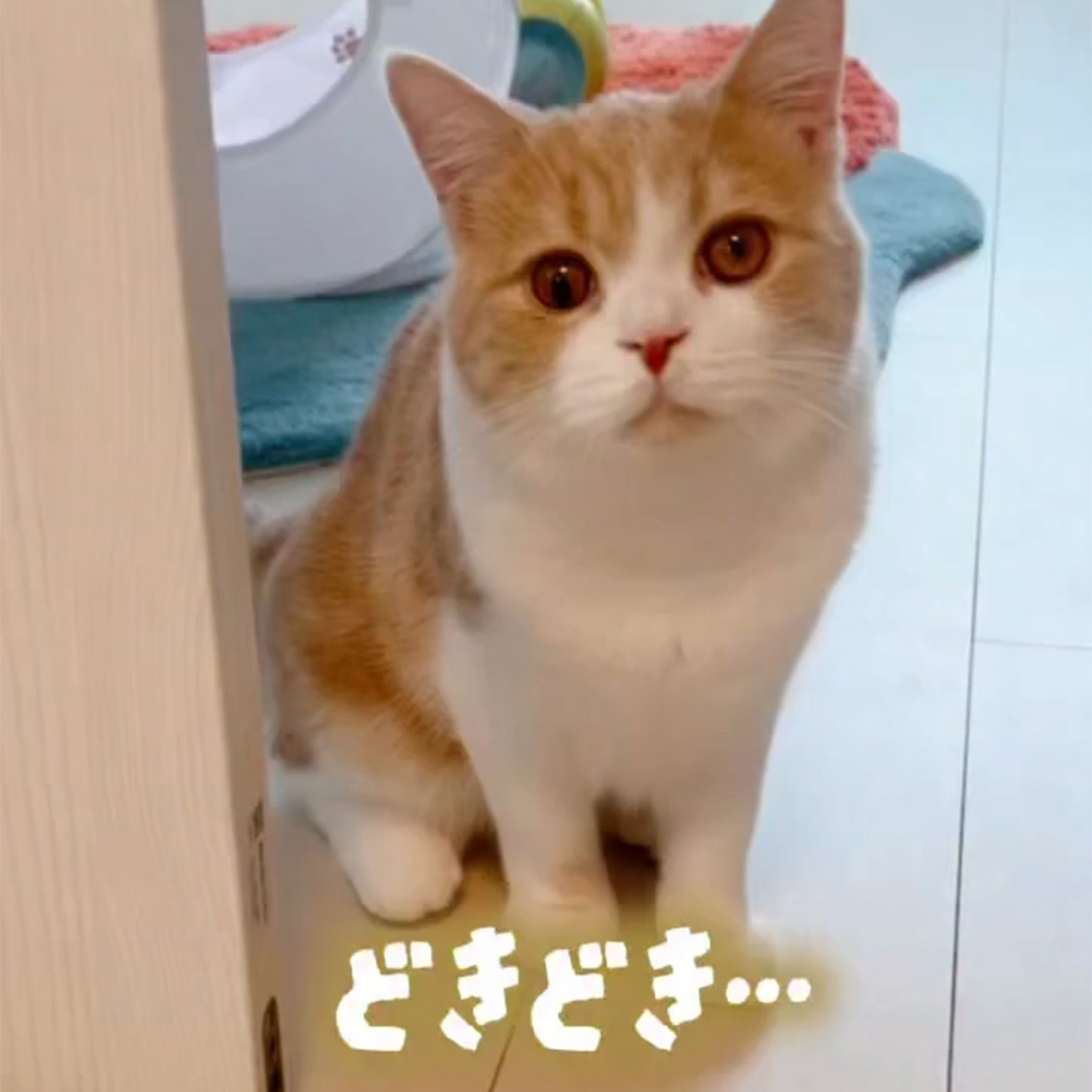 キャッツ アンバサダー ボイス