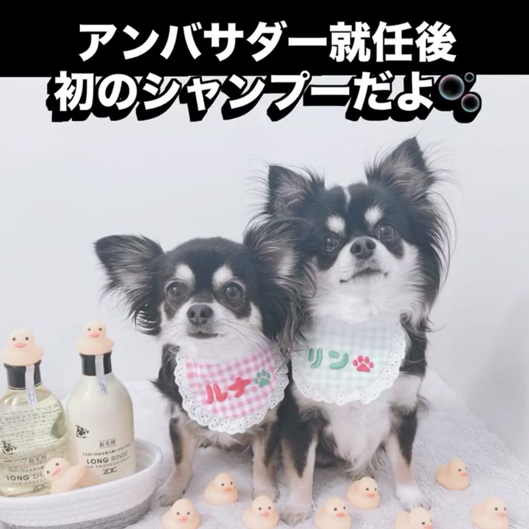 ゾイック N アンバサダー ボイス