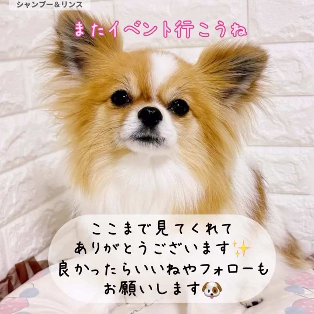 ゾイック N アンバサダー ボイス