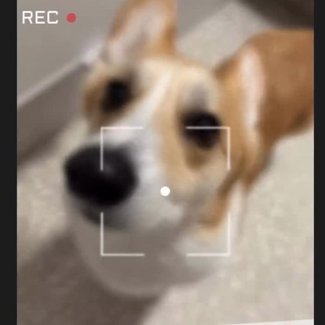ゾイック N アンバサダー ボイス