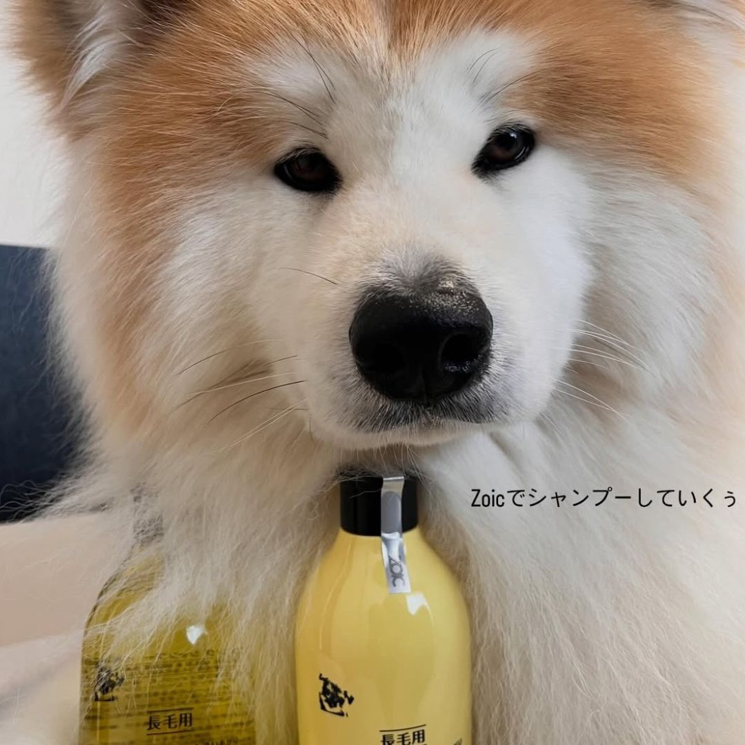 ゾイック N アンバサダー ボイス